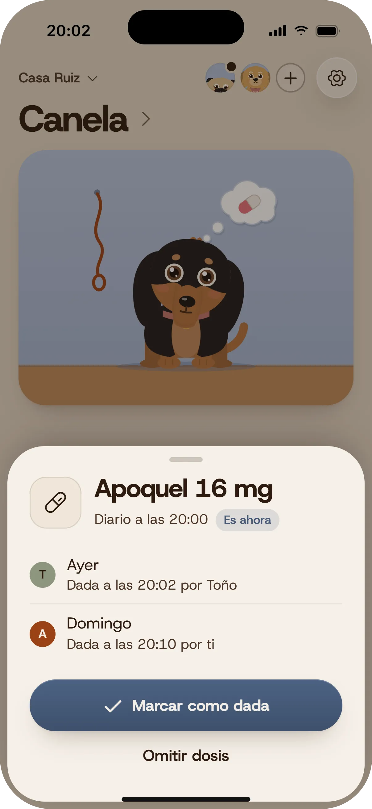VOLK screen to give or skip the 8:00 PM dose of Apoquel.