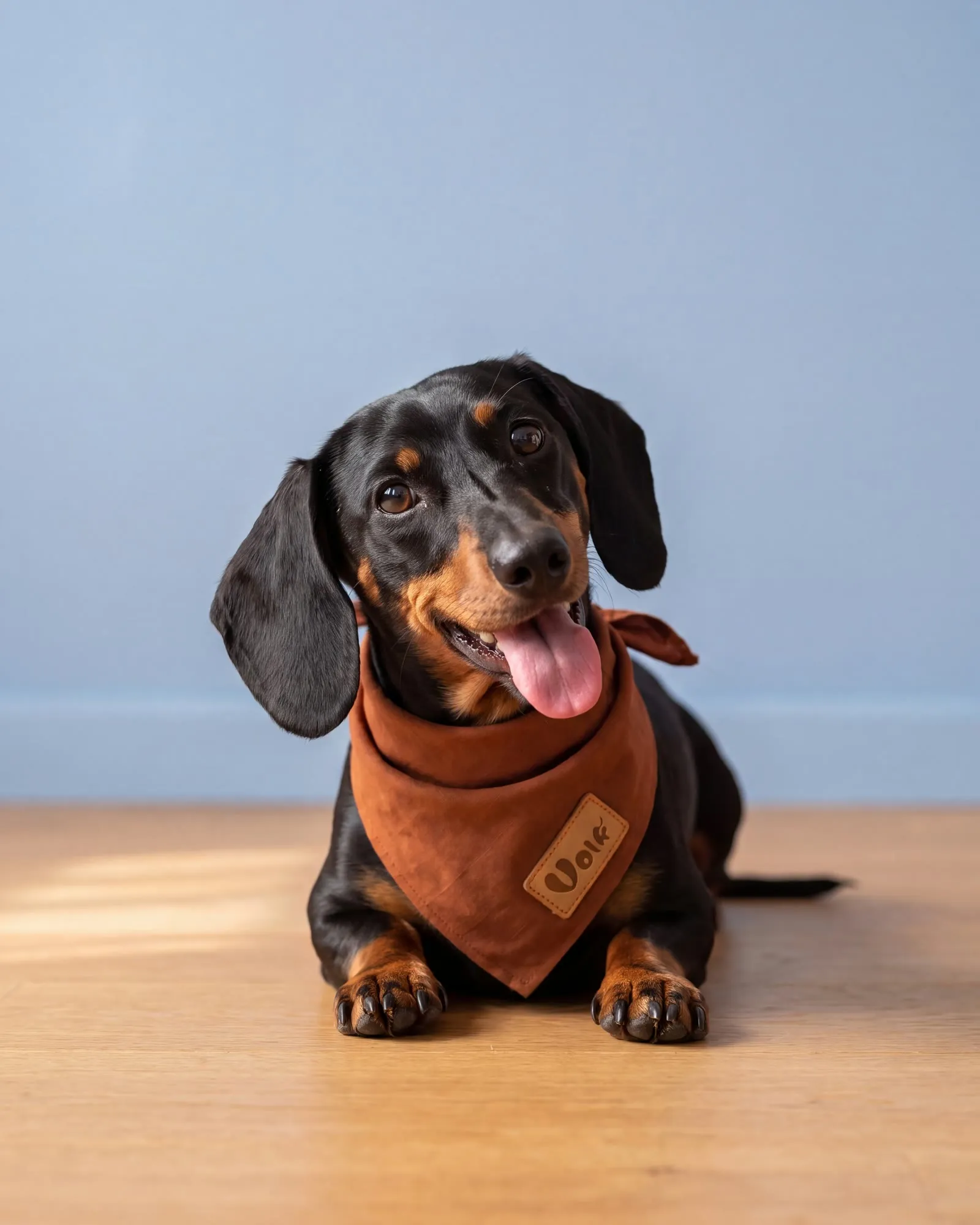 A dachshund in a bandana lying on a wooden floor, happy, tongue out.