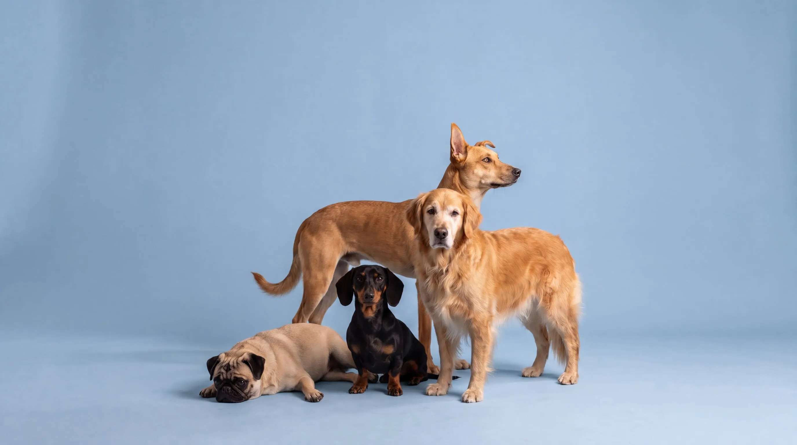 Four dogs on a blue background: a pug lying down, a dachshund sitting, and a mixed breed and an older golden standing.