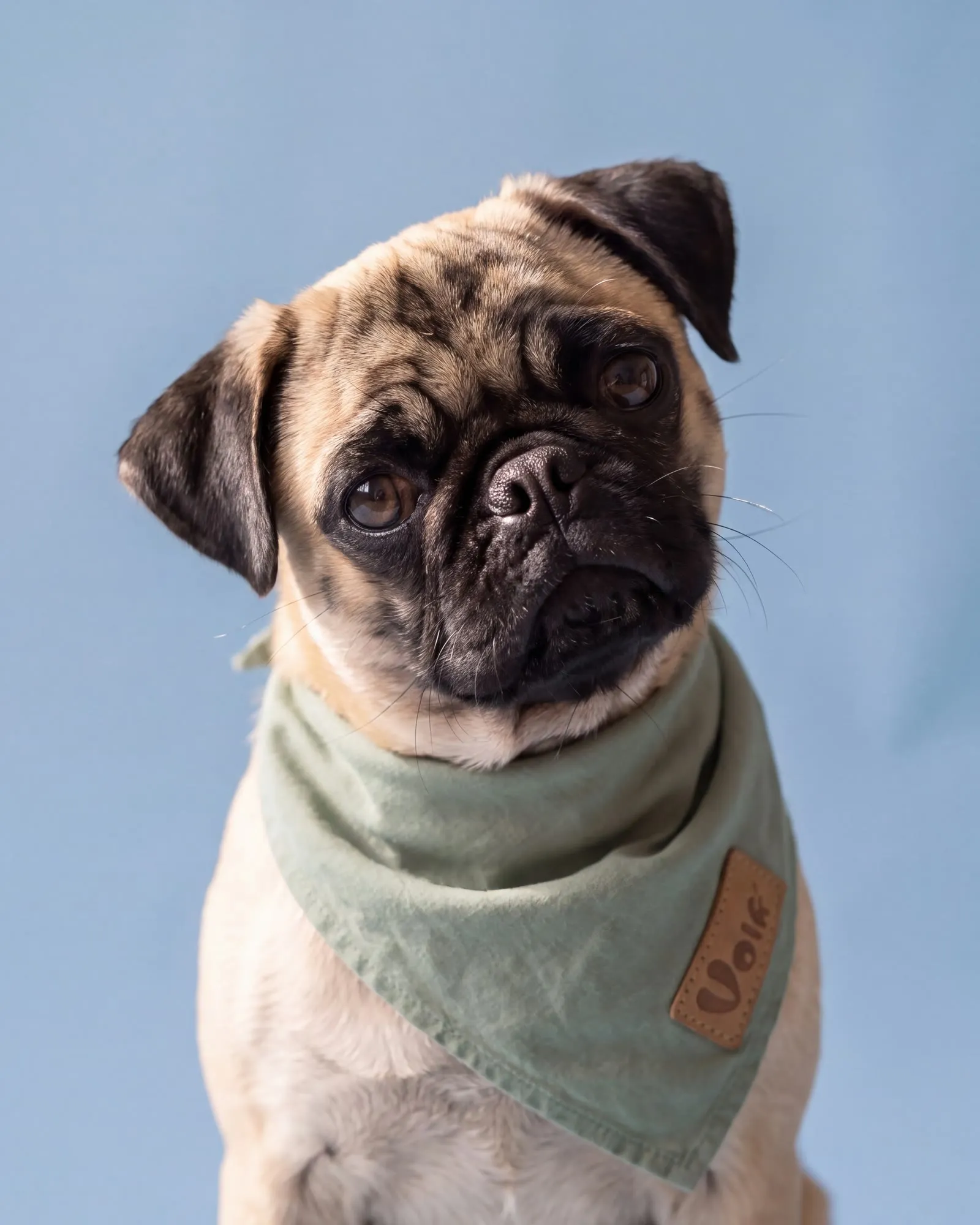 A pug in a green bandana tilting its head, looking curious.