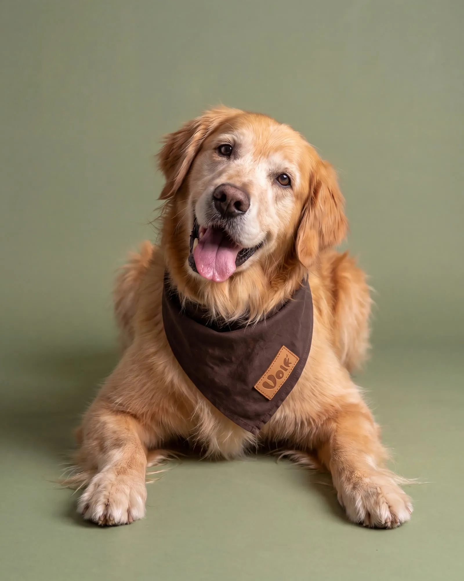 An older golden retriever in a bandana lying down, happy, looking at the camera.