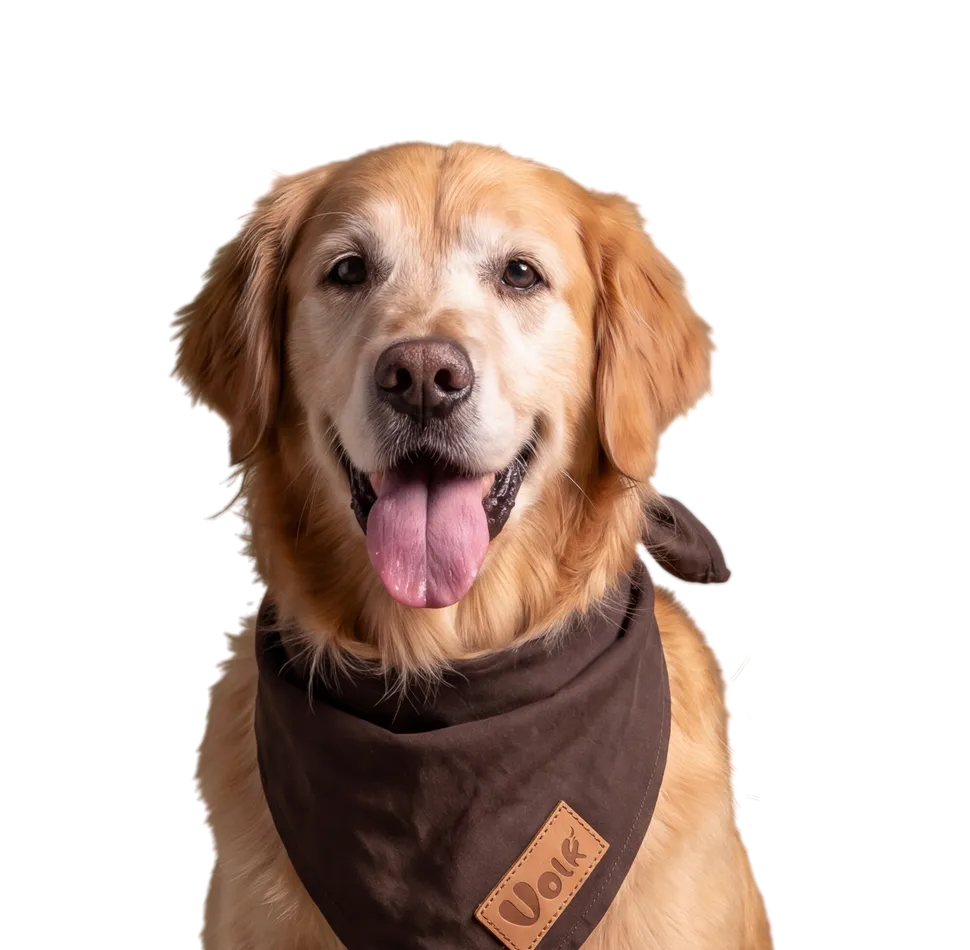 An older golden retriever in a bandana peeks over the edge, happy, tongue out.